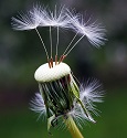 id1425 pissenlit photo